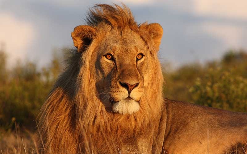 Seis leones fueron encontrados muertos y desmembrados en el Parque Nacional Queen Elizabeth de Uganda