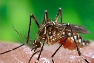En EE. UU. se descubrió un mosquito portadores de virus capaz de para humanos