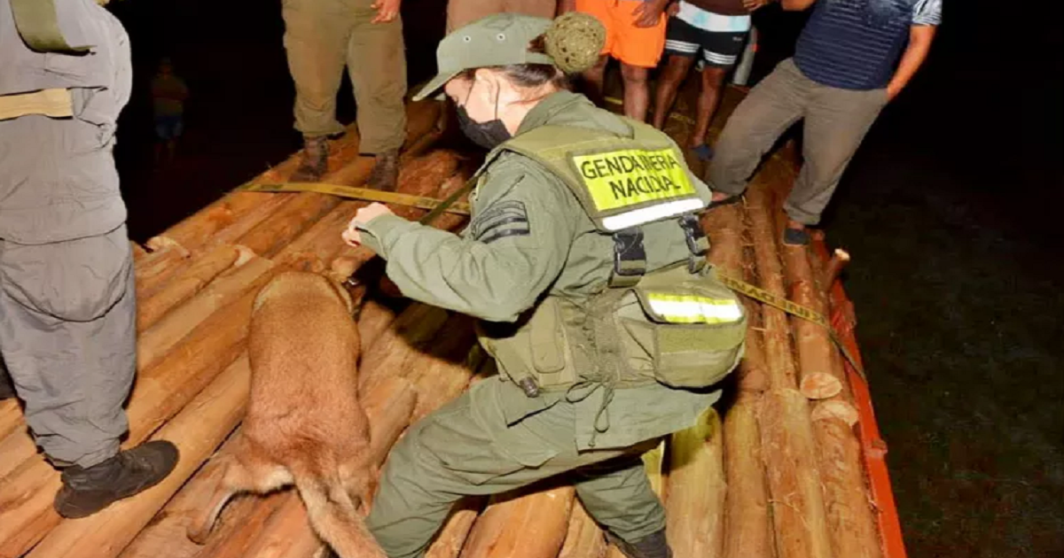 Gendarmería secuestró tres toneladas de droga oculta entre maderas