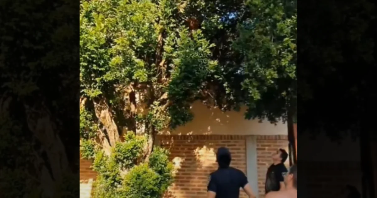 Posadas: intentó robar y trató de escapar de la Policía subiéndose a un árbol