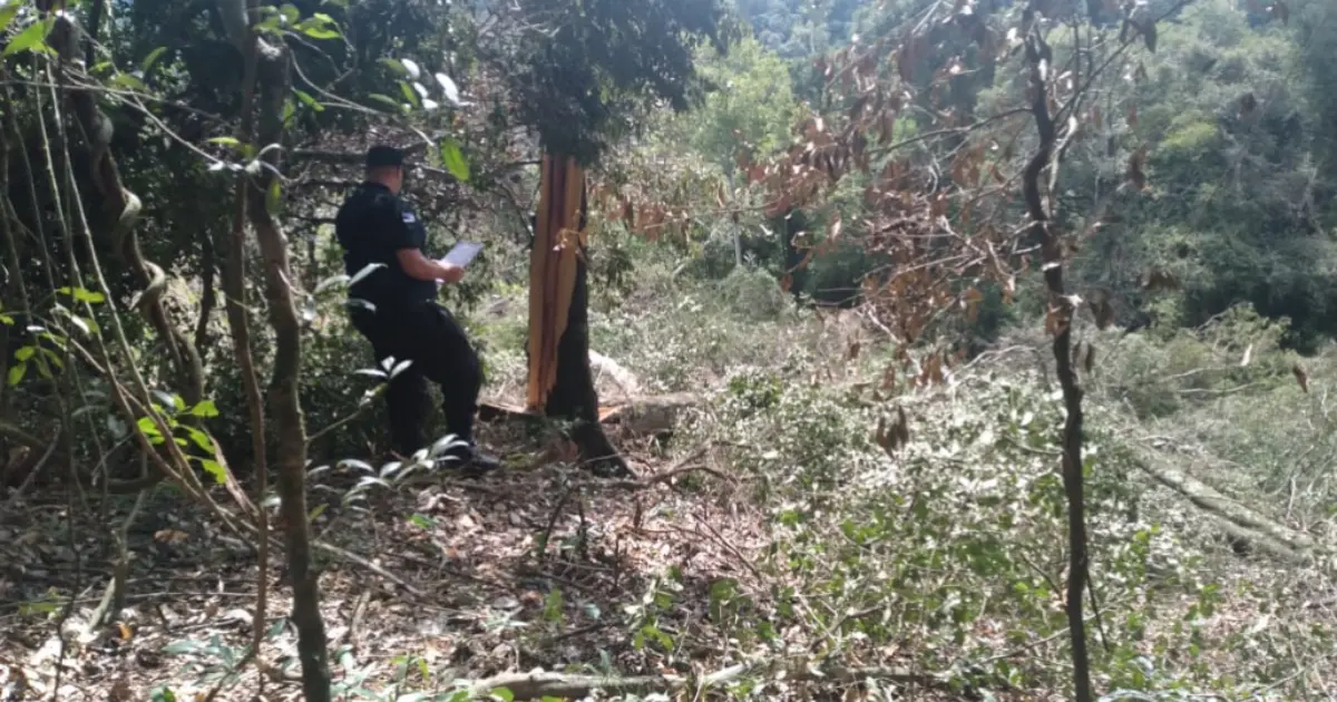 San Vicente: un motosierrista murió al caerle una rama encima